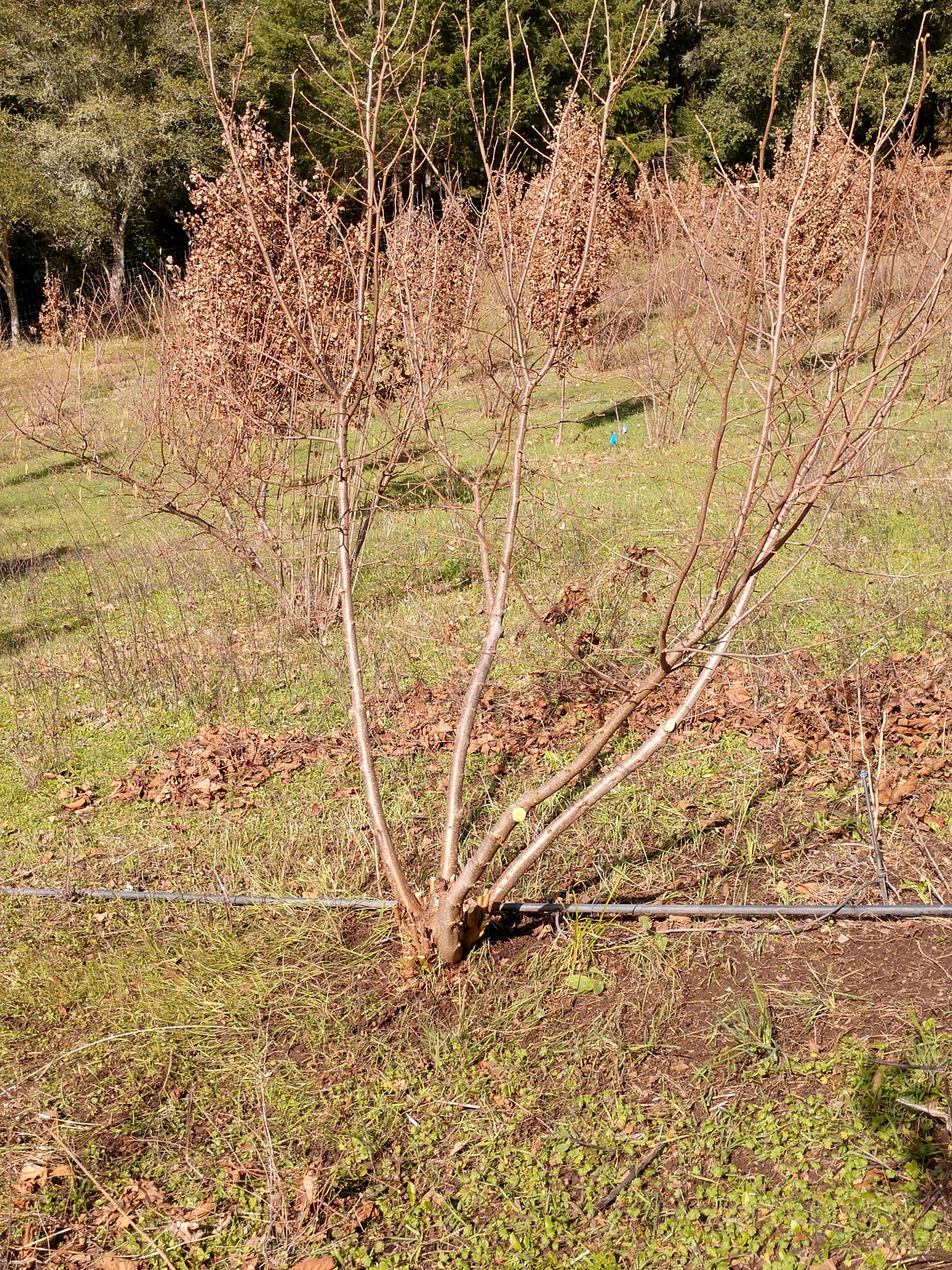 post pruning hazel tree