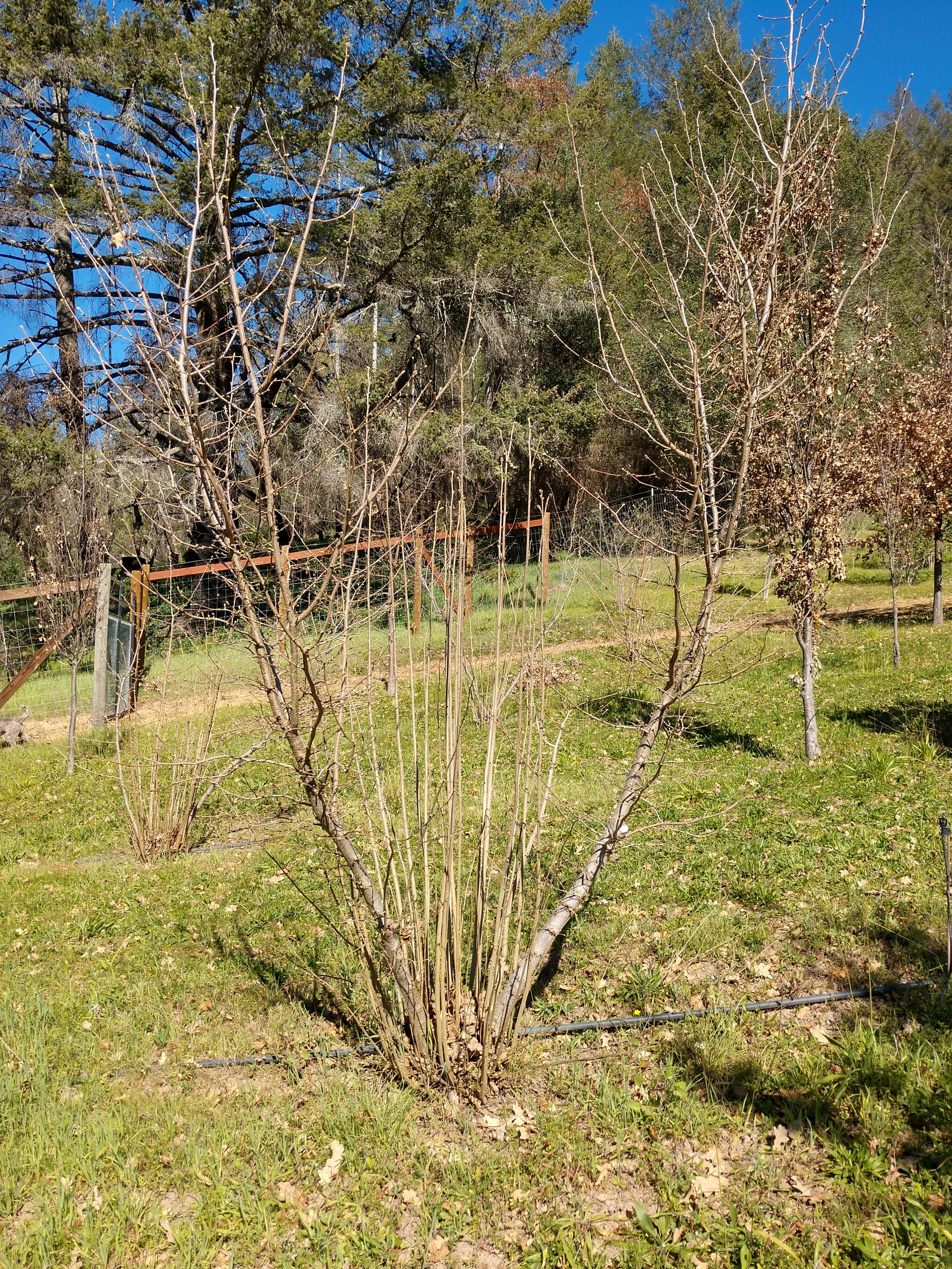 hazelnut tree pre pruning