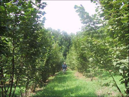 Truffiere, or truffle orchard