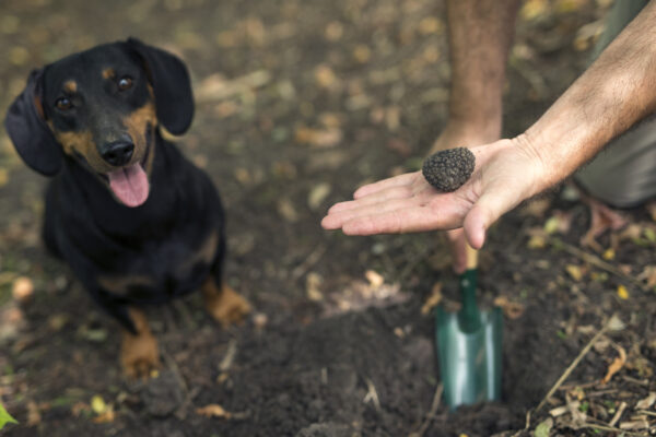 Daschund finds a truffle
