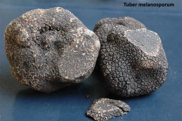 Two Tuber melanosporum clean and with small slice taken off to expose the gleba.