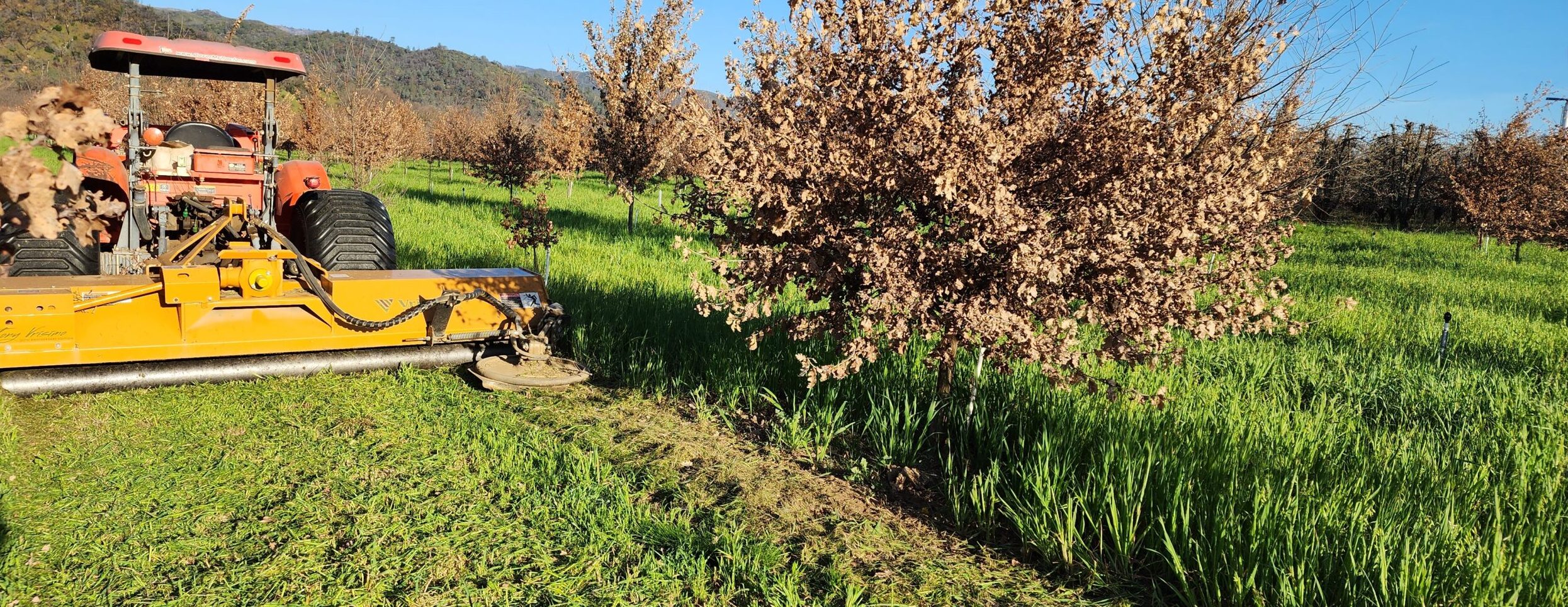 WEEDS and PESTS – Love ‘em or Leave ‘em – TRAPI
