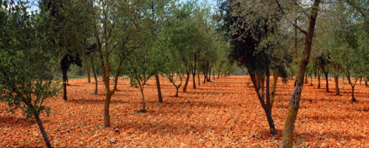 Rows of oak trees in a truffle orchard in Spain