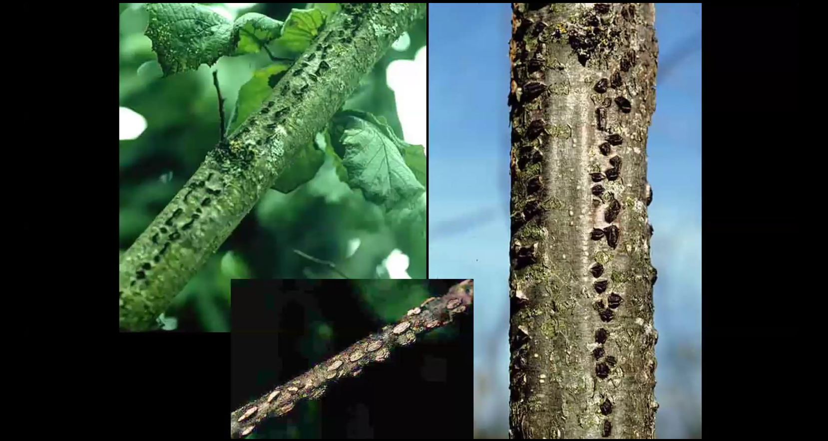 Eastern Filbert Blight Cancers