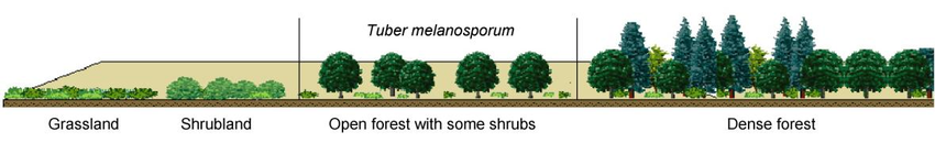Source: Reyna et al. 2007 Graphic showing Plant succession in abandoned agricultural land, showing the stage at which T. melanosporum is usually found