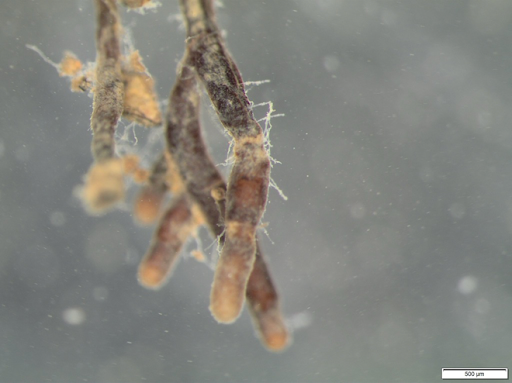 Stereomicroscopic view of Tuber melanosporum mycorrhizae