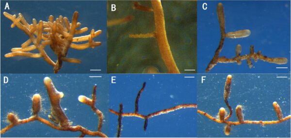 Comparison of ectomycorrhizae of Tuber indicum and Tuber melanosporum.