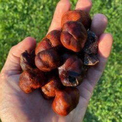 Photo of Tuber canaliculatum (Appalachian truffle) in hand showing the characteristic orange peridium.