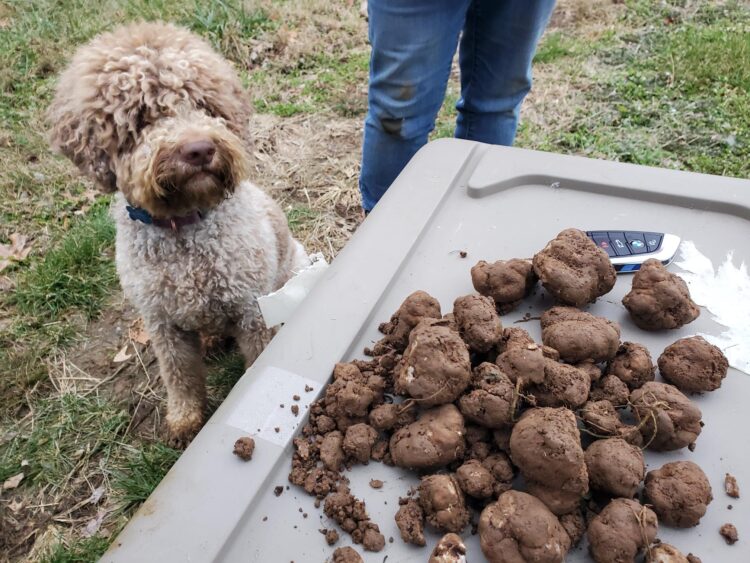 Luca, a Lagotto Romagnolo from NewTown Truffiere, with a haul of Tuber cumberlandense from farm near Lexington,  KY.