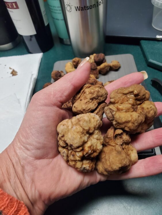 Fresh Tuber. Cumberlandense