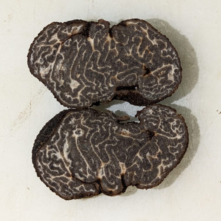 Gleba of Tuber canirevelatum first found December 24 2023, and a few more in February 2024