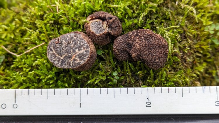 Tuber canirevelatum first found December 24 2023 on a bed of moss.
