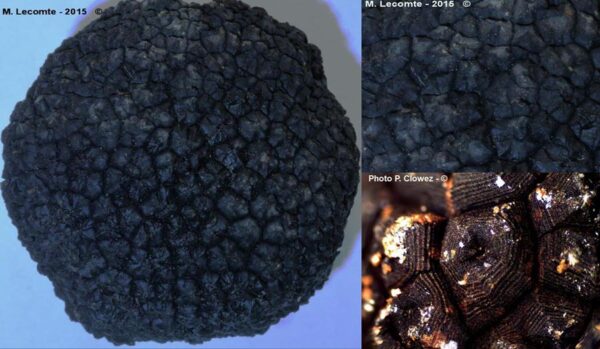 Tuber aestivum detailed view of the mentle
