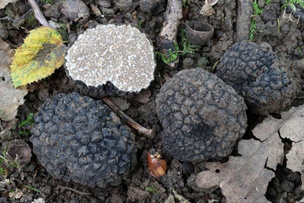 Tuber aestivum on the forest floor