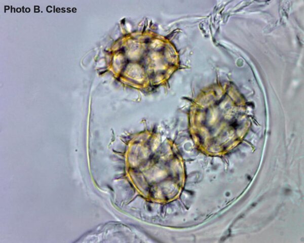 T. aestivum ascus with 3 spores