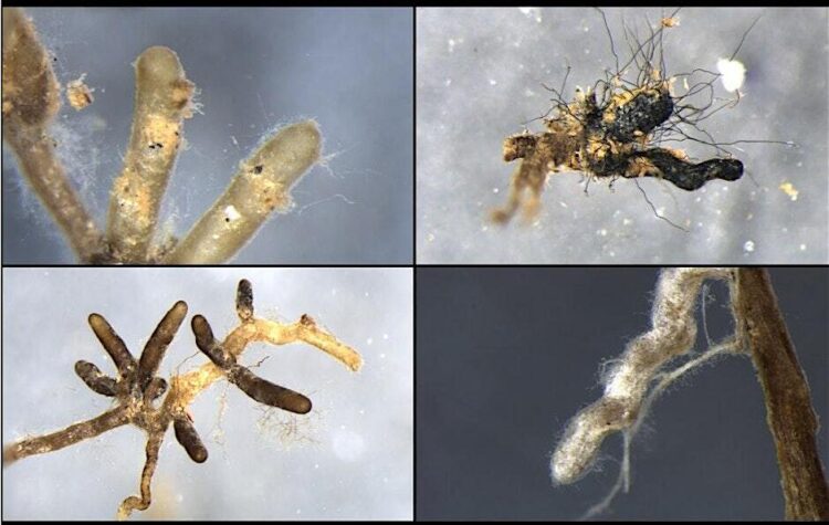Truffle Microscopy Workshop: Testing your Tree Roots for Colonization 1 Truffle tree root tips with mycorrhizae as viewed on a microsocpe.