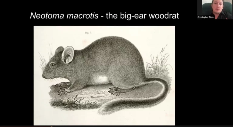 Graphic representation of Neotoma macostis, the big-ear woodrat