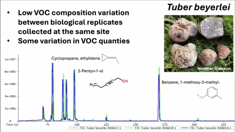 VOC composition of Tuber beyerlei
