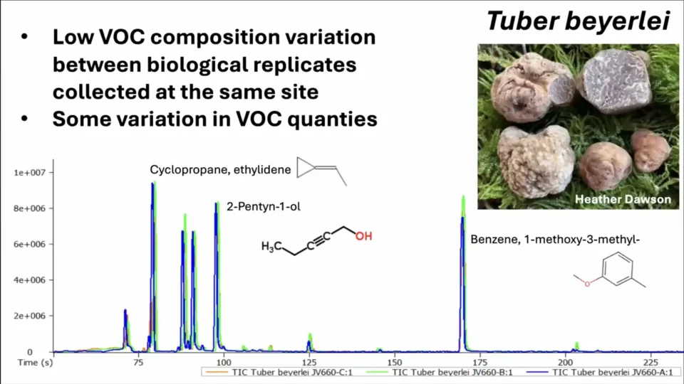 VOC composition of Tuber beyerlei